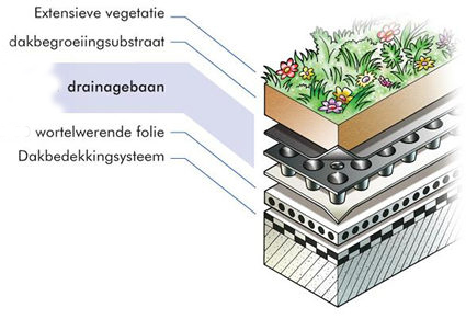 sedum dakopbouw